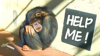 The Shocking Reality of Lab Chimps And How To Fix It [upl. by Posner]