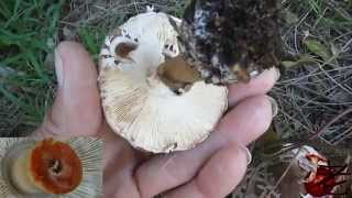 Chlorophyllum brunneum Australia Shaggy Parasol [upl. by Anrehs]