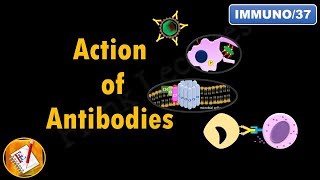 Action of Antibodies Neutralization Opsonization Complement Activation and ADCC FLImmuno37 [upl. by Lledraw361]