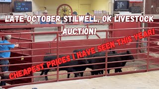 Late October 2024 Stilwell Livestock Auction Sellers or Buyers Market [upl. by Herzen]