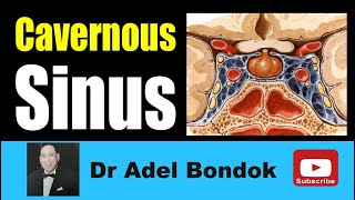 Cavernous Sinus Dr Adel Bondok Making Anatomy Simple [upl. by Nnod]