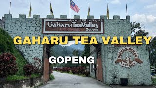 GAHARU TEA VALLEY GOPENG  LADANG TEH GAHARU  TEMPAT MENARIK DI PERAK [upl. by Nraa]