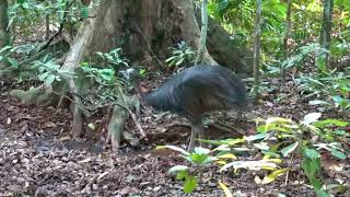 Birds and wildlife of Daintree Rainforest [upl. by Duck]