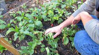 Growing Radishes Organically Start to Finish Compost Only amp Growing into Cold Weather [upl. by Assitruc236]