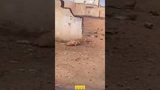 Berdosakah aku😂😂 funny funnyshorts funnyvideo fun havefun funnyvideos funnymoments [upl. by Lapotin]