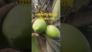 Sēnṭamārṭina dbīpēra nārikēla gācha সেন্টমার্টিন দ্বীপের নারিকেল গাছ [upl. by Nirrol]