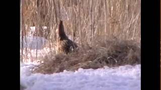 Female Ringnecked Pheasants [upl. by Bradlee]