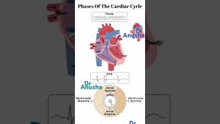 cardiac cycle phases [upl. by Onifur]