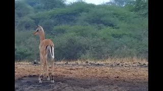 Impala Fawn Gets a Feed Off Mum [upl. by Natsirhc]