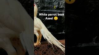 White Parrot Beak  Aseel Murga shorts youtubeshorts aseel [upl. by Cyna]