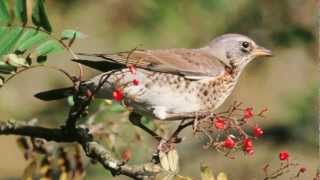 BTO Bird ID  Redwing and Fieldfare [upl. by Deenya872]