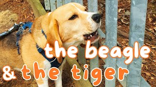 Cute Beagle Barking amp Howling as Tiger Roars [upl. by Kennith]