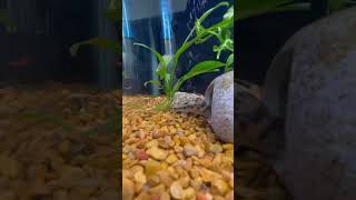 Pictus catfish swimming aquarium fish aquariumfish catfish [upl. by Hanzelin]