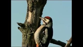 Bienenfresser brüten  Helmut Sütsch fuchsfilmde Teil2  beeeater [upl. by Ambrosia18]