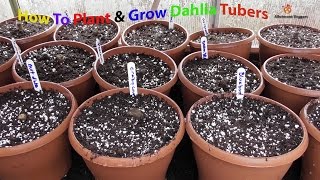 How To Start Dahlia Tubers In Pots [upl. by Rachaba]