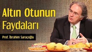 Altın Otunun Faydaları  Prof İbrahim Saraçoğlu [upl. by Loziram]