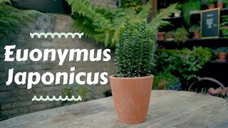 Euonymus Japonicus  Top Outdoor Plants ☀️🌱 [upl. by Ahcsim]