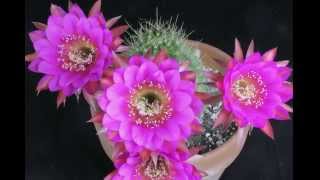 quotAntiMatterquot Echinopsis Hybrid Flowers Opening Time Lapse [upl. by Adnala]