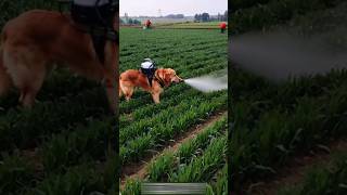 Amazing dog spray in fields 😱😱😱youtubeshorts shortsviral dog [upl. by Ailaro]