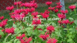 La monarde  CHUT FAUT PAS LE DIRE [upl. by Trembly]