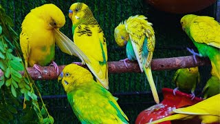 Parrots singing beautiful birds voice beautiful budgies birds sounds [upl. by Kano]