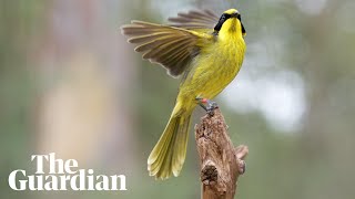 Hybrid helmeted honeyeater introduced to save bird from extinction [upl. by Snodgrass312]