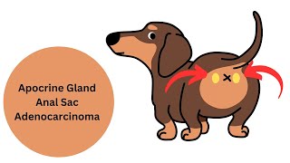 Canine Apocrine Gland Anal Sac Adenocarcinoma aka AGASACA [upl. by Arinaid]