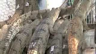 Gharial breeding along the Chambal river in India [upl. by Merv]