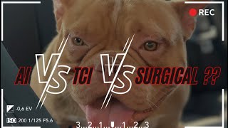 TCi vs Ai vs SurgicalWHICH IS BETTER FOR DOG BREEDING [upl. by Elynad756]