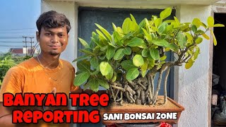 Banyan Bonsai Reporting  Bonsai Tree  Sani Bonsai zone gardening garden plants [upl. by Yatnahc]