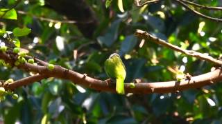 Lineated Barbet [upl. by Odie379]