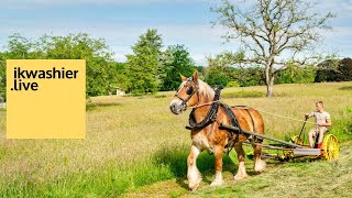 Belgisch Trekpaard Jarca maait gras en keert hooi  Belgian Draft Horse at mow day in Huizingen [upl. by Ahsilla]