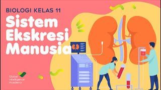 BIOLOGI Kelas 11  Sistem Ekskresi Manusia  GIA Academy [upl. by Anitsirhcairam]