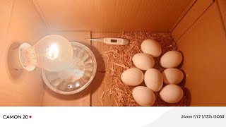 Start a Business in 3 minutes  make eggs into chick  chicken egg hatch [upl. by Harty52]