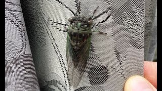 Cicada Flying Insect [upl. by Dielu677]