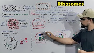 Ribosomes Protein Making Factory Structure and Function of Ribosomes Detailed Series [upl. by Karb]