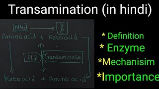 Transamination in hindi Definition  Mechanism  Clinical significance  Importance  Examples [upl. by Trelu119]