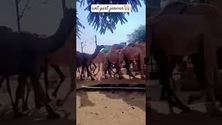 unt kitne mahine Tak jivit Rah sakte hainshorts youtubeshorts ytshorts🐪👈🫣 [upl. by Jenesia]