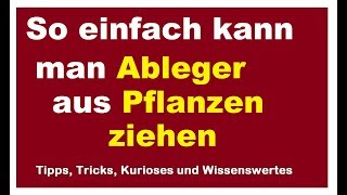 Ableger aus Pflanzen ziehen  Stecklinge machen aus Ästen  Schnell und einfach vermehren [upl. by Nagoh363]