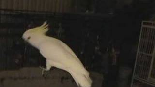 Snowball TM  Our Dancing Cockatoo [upl. by Pond539]