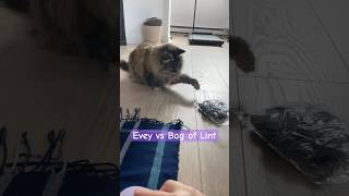 Cat vs Lint😹  funnycats sillycats funny catshorts cutepets norwegianforestcat canadalife [upl. by Tterrag]