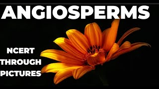 Plant kingdom 10  ANGIOSPERMS  Class 11 CBSE NCERT NEET NCERT through pictures [upl. by Odessa]