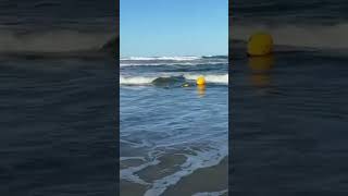 Queensland Shark Control program baited drumline washes ashore with a LIVE shark hooked to it 2022 [upl. by Thin]