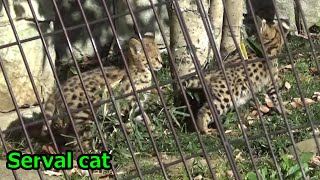 Very cute baby serval cat twins サーバルのチビちゃんズ♥ 92【Cute animal baby videos】【多摩動物公園】 [upl. by Pinkerton]