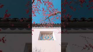 Yulan Flower Suzhou Garden travelvlog [upl. by Concoff]