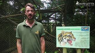 Our Keeper Mark Hawkes Explains The Clouded Leopard Stud Book [upl. by Amlas]