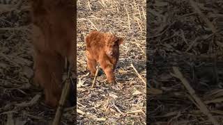 highlandcow highlandcattle heilancoo hairycoo fluffycow scottishcow cowsofinstagram farmli [upl. by Liesa]