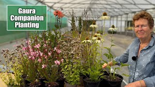 Companion Planting for GauraOenothera Ideas  How To Build A Garden Border [upl. by Amalberga]