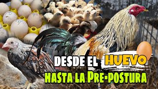 Así Cría el Rancho Zamora sus GALLOS Ganadores  Aprende a criar Gallos desde Cero [upl. by Reiko]