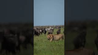 ndutu in serengeti national Park lion africonwildline animals wildafrica wildanimals wildlife [upl. by Dray675]